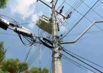 Gato Atrapado en Palmera es Rescatado por Elementos de Bomberos de Hermosillo