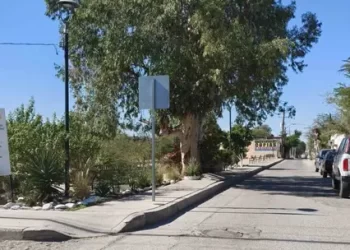 Gato Atrapado en Palmera es Rescatado por Elementos de Bomberos de Hermosillo