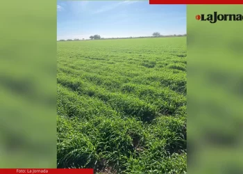 Agricultores de Sonora prevén recorte de hasta 30 por ciento en siembras para la próxima temporada