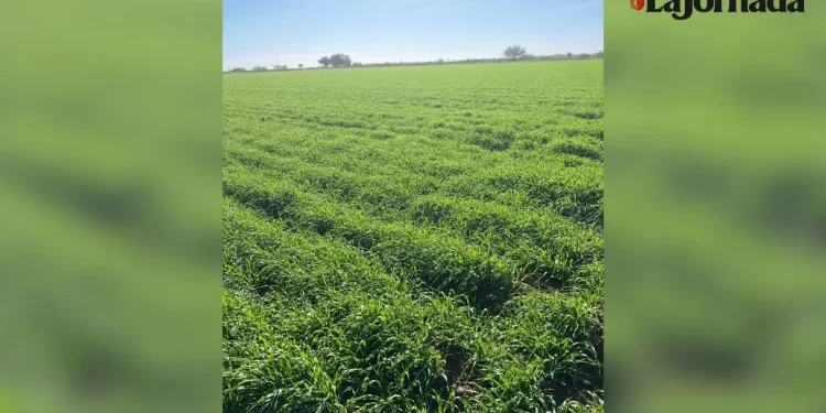 Agricultores de Sonora prevén recorte de hasta 30 por ciento en siembras para la próxima temporada