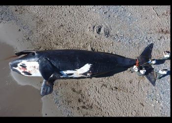 Publican investigación contra EU en el marco del T-MEC sobre mortandad de Ballena Franca