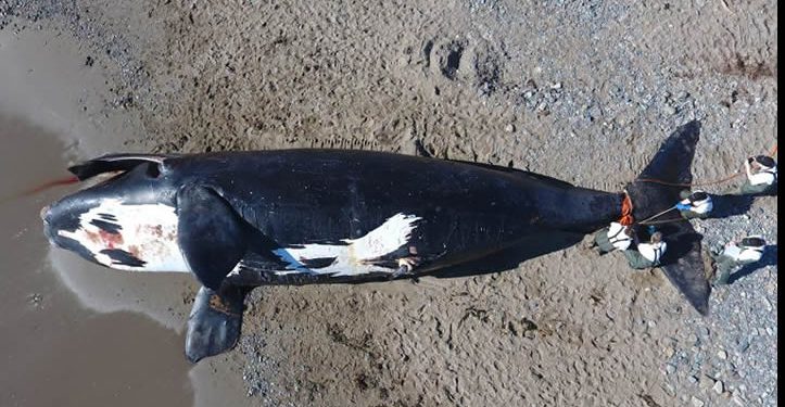 Publican investigación contra EU en el marco del T-MEC sobre mortandad de Ballena Franca