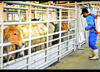 Barrenador invade 14 estados del país; en 2025, 699 casos activos