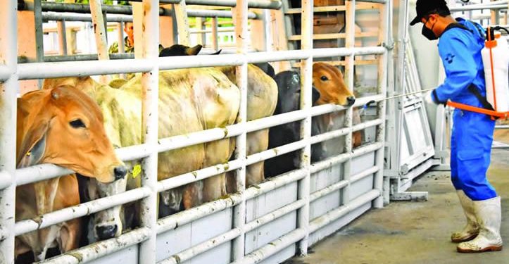 Barrenador invade 14 estados del país; en 2025, 699 casos activos