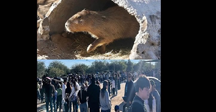 Centro Ecológico de Sonora recibe a más de 16 mil visitantes interesados en conocer a capibara
