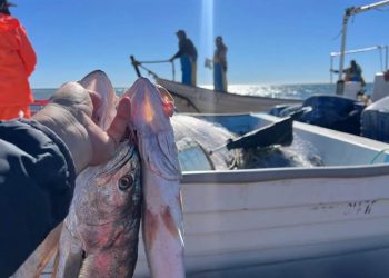 Publican cuota de captura de curvina golfina en hábitat de vaquita marina