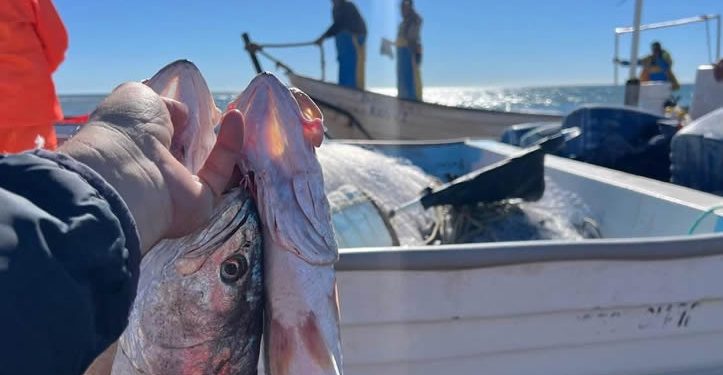 Publican cuota de captura de curvina golfina en hábitat de vaquita marina