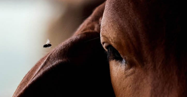 México ya suma 14,321 casos de gusano barrenador