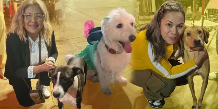 Ángeles Perrunos: Más de 200 perros encuentran hogar en 2025 en Sonora