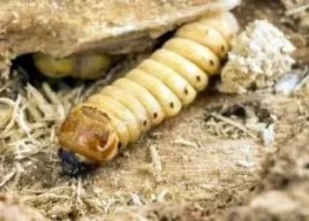 Sonora, el más beneficiado en apoyos por gusano barrenador