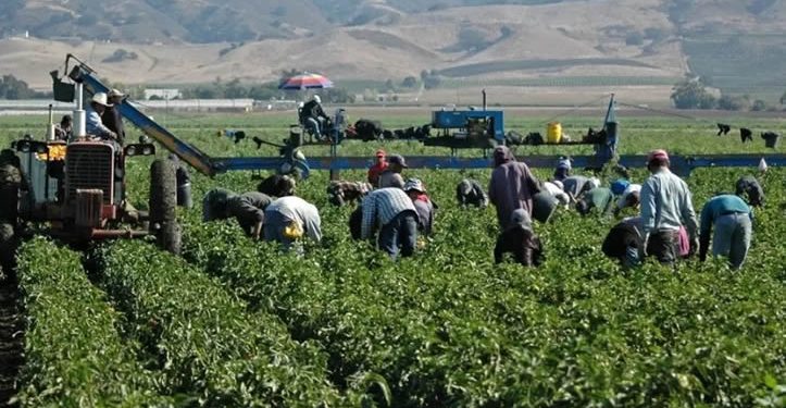 Trabajo informal y carencias persisten entre jornaleros de San Quintín