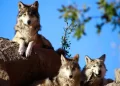 A 50 años de la extinción, el lobo mexicano vuelve a caminar hacia la vida silvestre