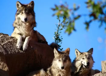 A 50 años de la extinción, el lobo mexicano vuelve a caminar hacia la vida silvestre