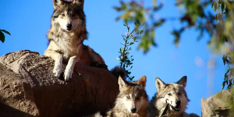 A 50 años de la extinción, el lobo mexicano vuelve a caminar hacia la vida silvestre