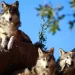 A 50 años de la extinción, el lobo mexicano vuelve a caminar hacia la vida silvestre