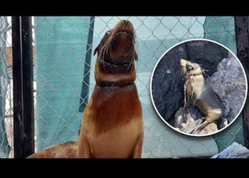 Lobo marino rescatado en Sonora se encuentra estable y en recuperación: informa Profepa