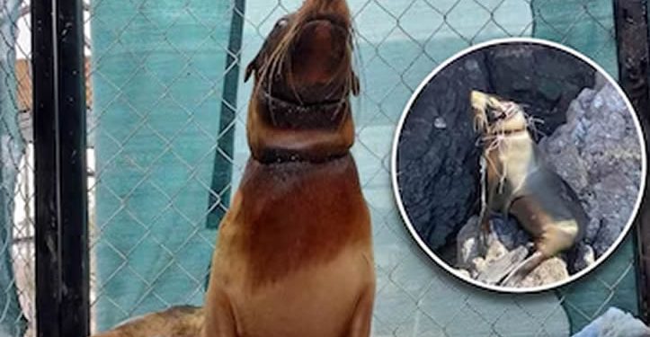 Lobo marino rescatado en Sonora se encuentra estable y en recuperación: informa Profepa