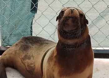 Liberan a loba marina rescatada en Sonora tras ser desenmallada; Profepa informa que recibió atención médica y cuidados