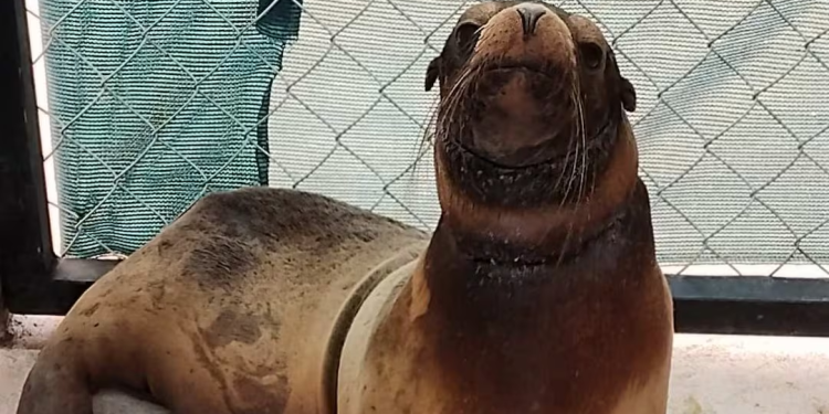 Liberan a loba marina rescatada en Sonora tras ser desenmallada; Profepa informa que recibió atención médica y cuidados