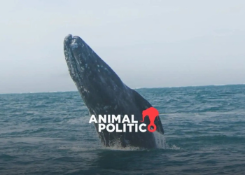 Demanda en defensa de las ballenas del Golfo de California continúa con el proceso de la presentación de pruebas