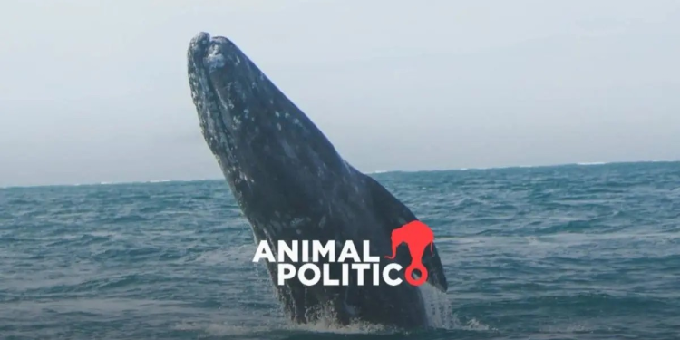 Demanda en defensa de las ballenas del Golfo de California continúa con el proceso de la presentación de pruebas