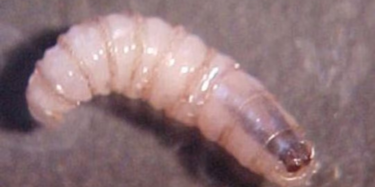 Gusano barrenador ya alcanza a animales silvestres; aves, ciervo, búfalo y un primate, los afectados