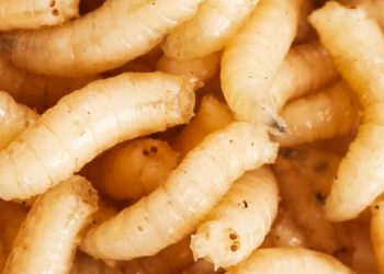 Detectan casos de gusano barrenador en el Estado de México y Tamaulipas