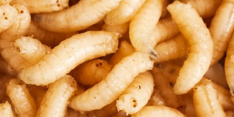 Detectan casos de gusano barrenador en el Estado de México y Tamaulipas