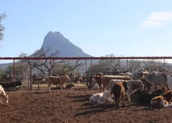 El costo del gusano barrenador: reportan pérdidas de hasta 700 mdd por cierre de fronteras a becerros del norte