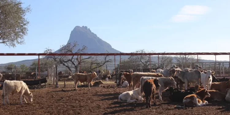 El costo del gusano barrenador: reportan pérdidas de hasta 700 mdd por cierre de fronteras a becerros del norte