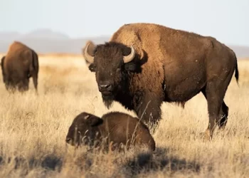 Crece población de Bisonte Americano en Chihuahua