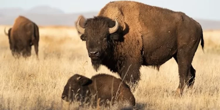 Crece población de Bisonte Americano en Chihuahua