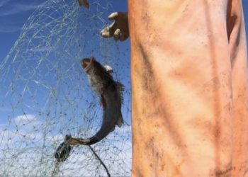 Sin control pesca de Curvina Golfina en el hábitat de la Vaquita Marina