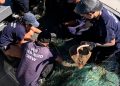 572 animales marinos liberados de redes ilegales