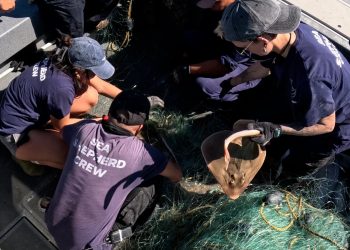 572 animales marinos liberados de redes ilegales