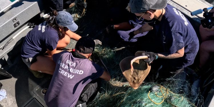 572 animales marinos liberados de redes ilegales