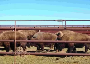 Llega Manada de 29 Bisontes Americanos a Agua Prieta; ¿Por Qué Son Importantes?