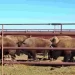 Llega Manada de 29 Bisontes Americanos a Agua Prieta; ¿Por Qué Son Importantes?