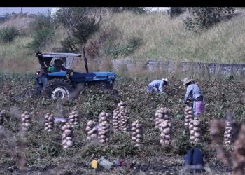 Gobierno impulsa Certificado Laboral para formalizar a 200 mil trabajadores agrícolas