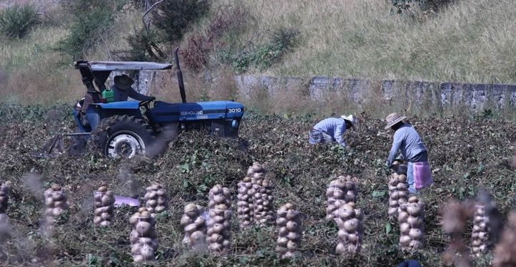 Gobierno impulsa Certificado Laboral para formalizar a 200 mil trabajadores agrícolas