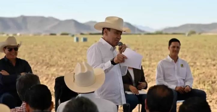 Arranca en Caborca la temporada de cosecha de espárrago 2025-2026