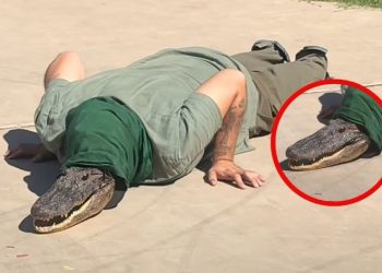 Así fue captado un therian cocodrilo caminando en calles de Navojoa