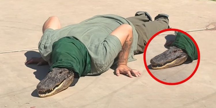 Así fue captado un therian cocodrilo caminando en calles de Navojoa