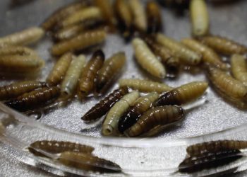 Gusano barrenador: una amenaza a la salud y al comercio