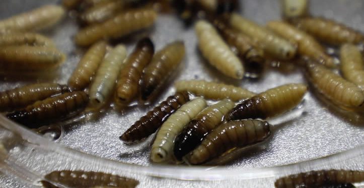 Gusano barrenador: una amenaza a la salud y al comercio