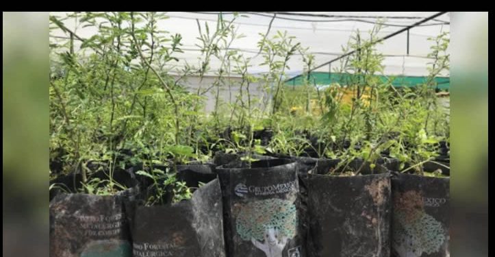 Invita Ayuntamiento de Hermosillo a participar en la donación de árboles nativos del Vivero Municipal