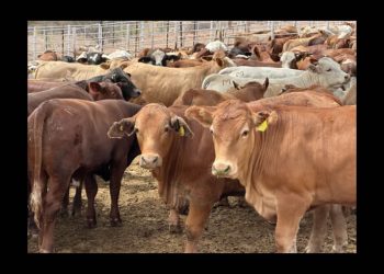 Blindaje total en Sonora: Refuerzan barrera biológica contra el Gusano Barrenador