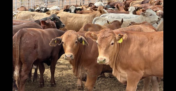 Blindaje total en Sonora: Refuerzan barrera biológica contra el Gusano Barrenador