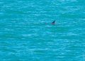 México impulsa «conservación efectiva» de la vaquita marina en el Alto Golfo de California