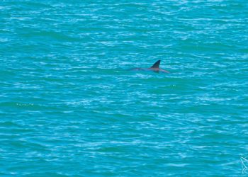 México impulsa «conservación efectiva» de la vaquita marina en el Alto Golfo de California